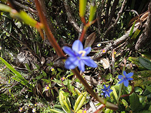 Pidurutalagala Mountain peak Flora
